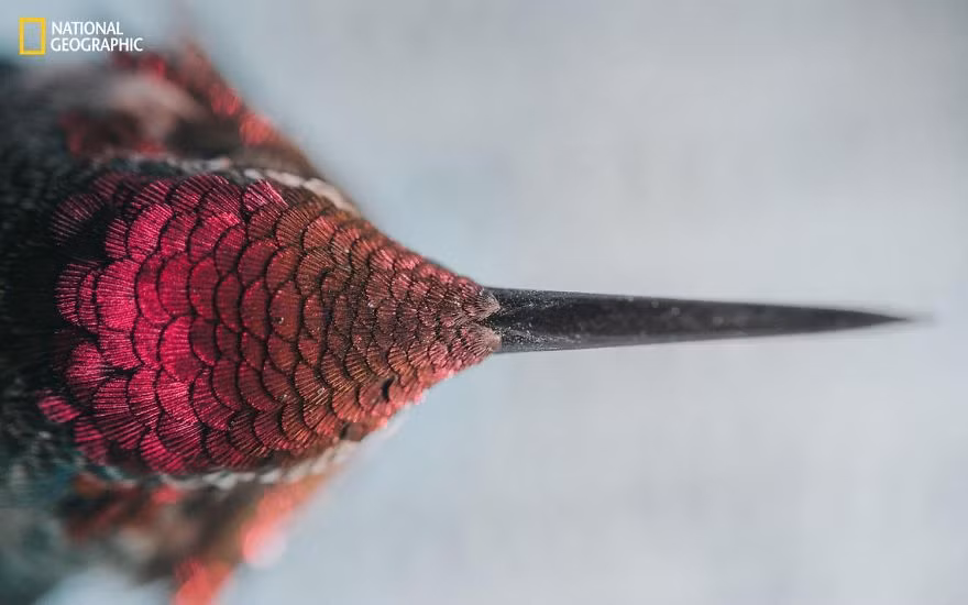 Một con chim ruồi Hummingbird với góc độ chụp từ trên cao. Đây là một trong những hình ảnh được đánh giá cao trong tập hợp hình ảnh thiên nhiên ngoạn mục tham dự cuộc thi nhiếp ảnh National Geographic Nature Photographer 2016. Ảnh của Emily Riley.