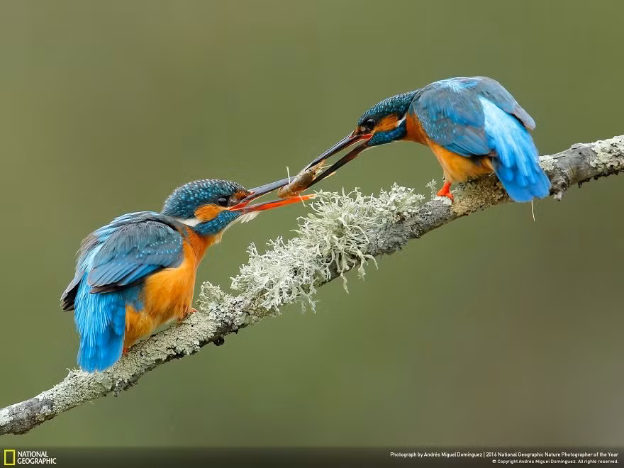 Lễ đính hôn của chim bói cá. Ảnh của nhiếp ảnh gia Andrés Miguel Domínguez.
