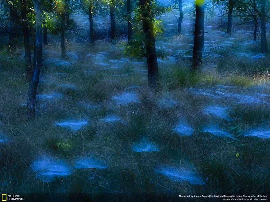 Khu rừng ma thuật, ảnh của nhiếp ảnh gia Andrew George.