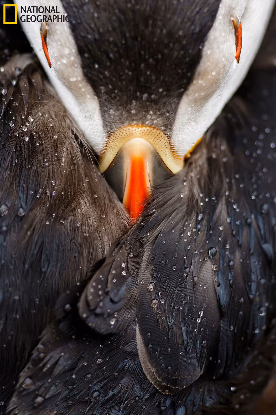 Chim hải âu cổ rụt trên đảo Skomer, xứ Wales đang dùng hai cánh của mình để che đi những hạt mưa rơi vào mặt. Ảnh của nhiếp ảnh gia Mario Suarez Porras.