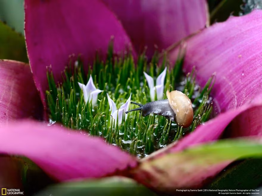 Năm nay, các nhiếp ảnh gia từ khắp nơi trên thế giới gửi ảnh tham dự để cạnh tranh trong bốn thể loại nhiếp ảnh gồm: Phong cảnh, Các vấn đề môi trường, Hành động và chân dung động vật. Trong ảnh là khu vườn bí mật của ốc sên. Ảnh của nhiếp ảnh gia Samira Qadir.