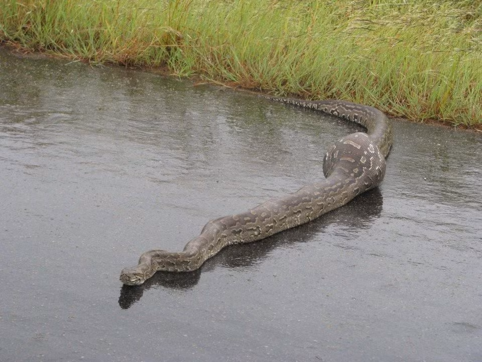 Ham mồi và hung dữ, trăn đá châu Phi thường xuyên săn giết những loài gia súc lớn do con người chăn nuôi và thậm chí tấn công cả con người. Những đứa trẻ nếu không được trông chừng cẩn thận cũng rất dễ bị trăn đá châu Phi săn giết như con mồi. Nguồn Dailymail)