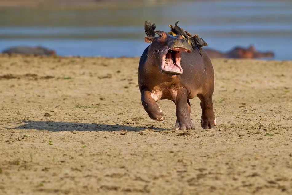 Vừa ức chế vừa hoảng sợ vì bất ngờ bị những con chim bắt ve tập kích trên mặt, trong tai, con hà mã con vừa gào thét kêu cứu vừa chạy thật lực mong hất được những con chim xuống. (Nguồn Sina)