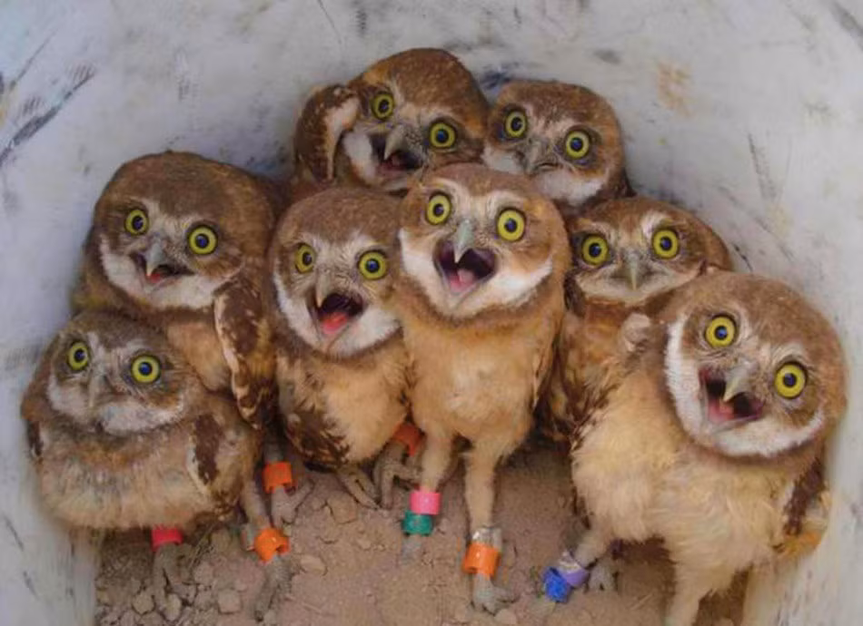 Nhận thấy người đối diện không phải là mẹ của mình, bầy cú còn đồng loạt mở to mắt ngạc nhiên và sợ hãi. (Nguồn Sina)