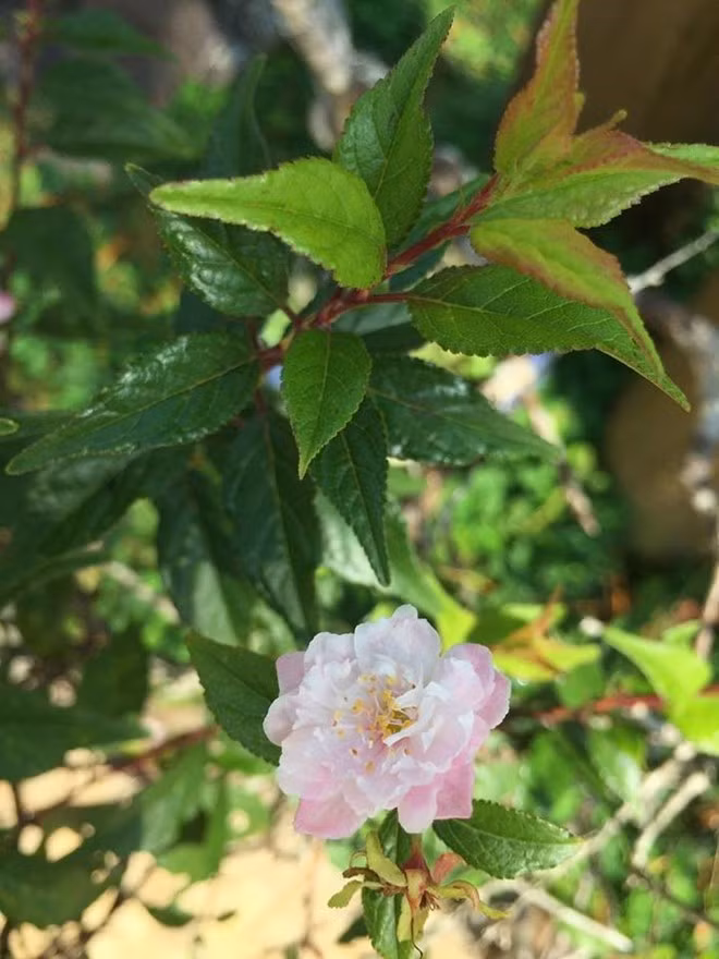 Những bông hoa của núi rừng đua nhau khoe sắc.