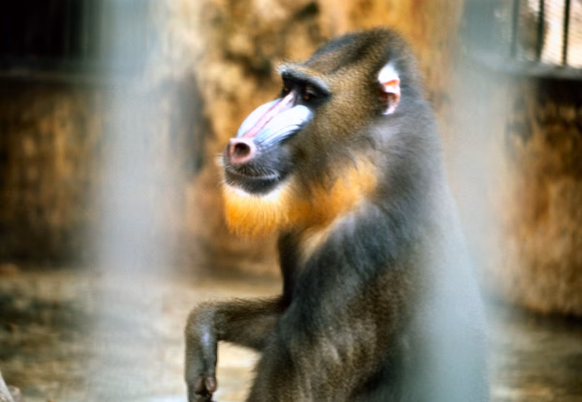 Trong ảnh là một khỉ đầu chó Mandrill, một loài động vật quý hiếm nổi tiếng với bộ mặt rực rỡ sắc màu.