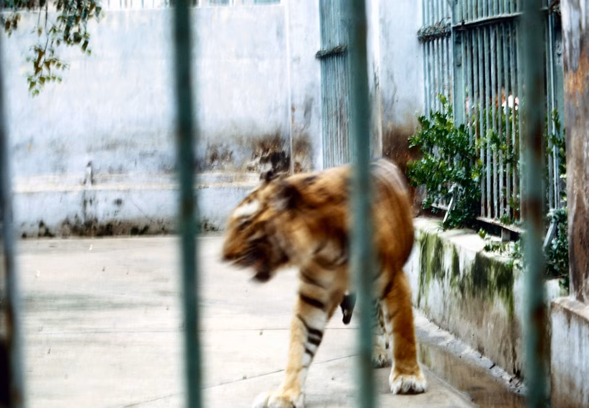 Tuy vậy, phải sống trong môi trường nhân tạo chật hẹp, có vẻ chúa sơn lâm rất tù túng. Trông nó gầy yếu và có dấu hiệu không ổn định.