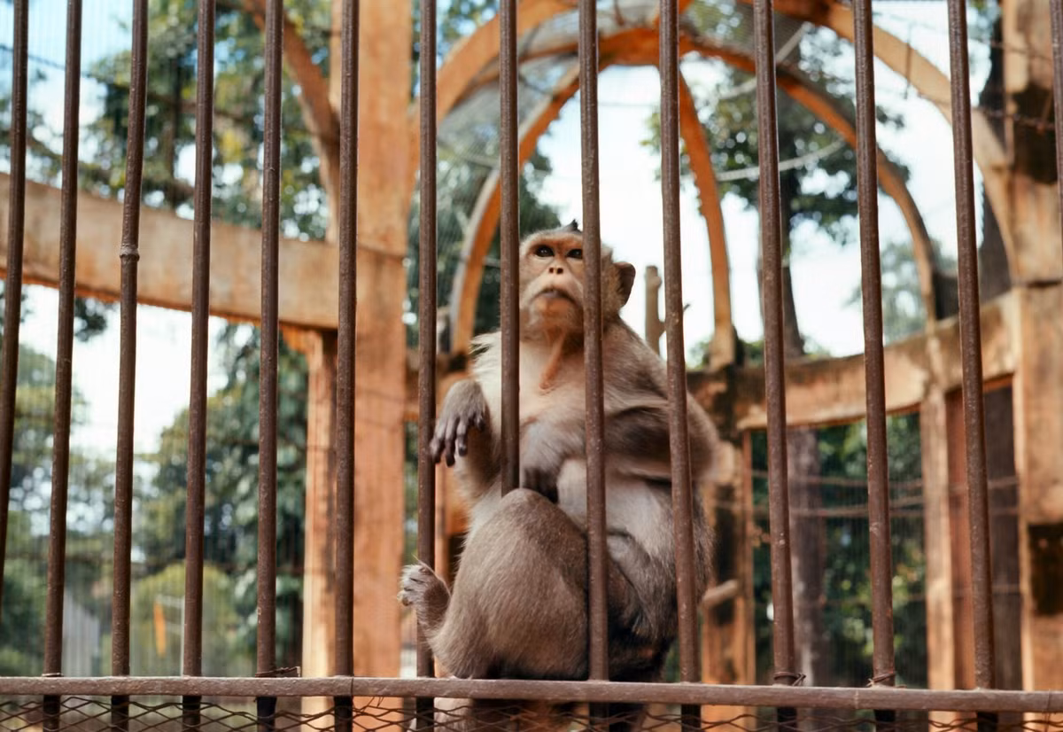 Một con khỉ đuôi dài ôm song sắt nhìn về phía xa, ánh mắt của nó như mong mỏi một ngày tự do hoàn toàn xa vời.