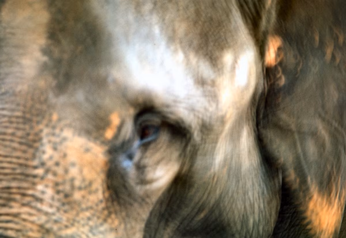 Ánh mắt già nua, mệt mỏi của một con voi.