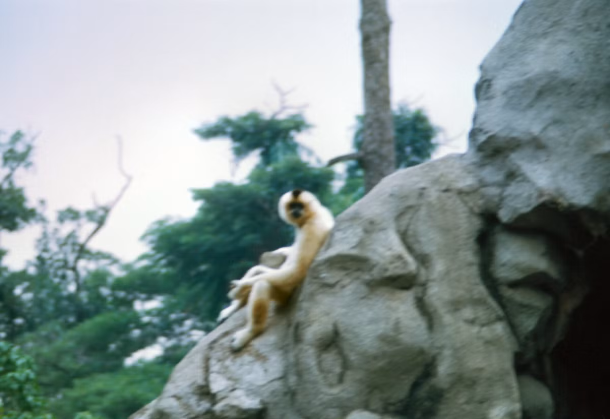 Một con vượn đen má trắng cái tò mò khi thấy David Staszak đưa máy ống kính máy ảnh về phía mình.