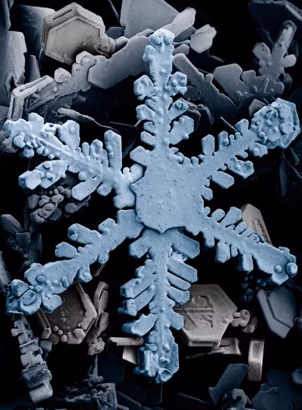 Những bông tuyết tuyệt đẹp qua lăng kính hiển vi. (Nguồn Bored Panda)