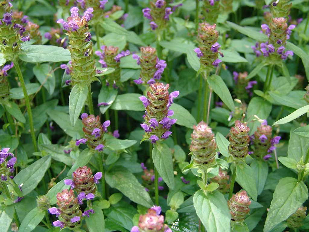 Loat cay thuoc quy ho tro dieu tri benh ung thu gan