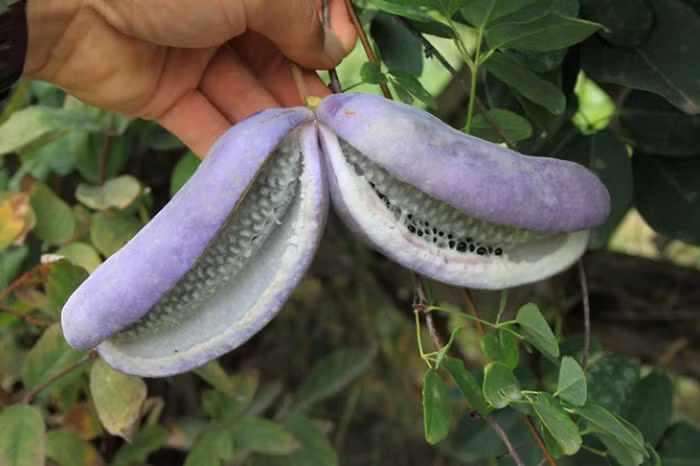 Quả Akebi, là một loại quả nổi tiếng ở Nhật Bản. Trong văn hóa dân gian của đất nước hoa anh đào cũng lưu truyền những câu chuyện tìm kiếm loài trái cây kỳ lạ này trên những ngọn đồi. (Nguồn Bored Panda)