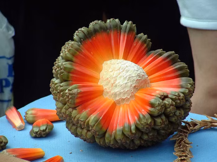 Quả dứa dại Pandanus tectorius là một trong những loại quả được nhiều người công nhận là loại quả độc dị nhất thế giới. Có vẻ ngoài không mấy bắt mắt nhưng khi được bổ ra, bên trong dứa dại Pandanus tectorius hệt như một vụ nổ thiên thạch. Đây cũng là loài quả có rất nhiều công dụng trong y học và ẩm thực. (Nguồn Bored Panda)