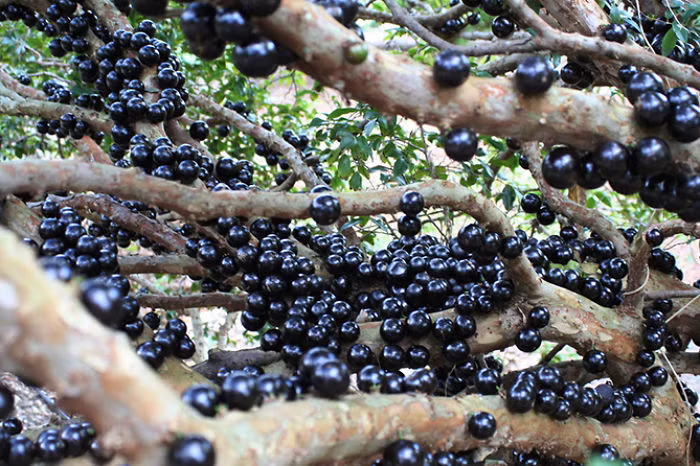 Nho đất Jaboticaba, tên khoa học là Plinia cauliflora là một loài thực vật có hoa trong Họ Đào kim nương. Quả rất ngọt và trơn bóng. (Nguồn Bored Panda)
