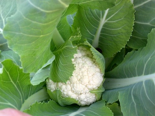 Mach ba noi tro cach chon rau cu an toan mua dong-Hinh-2