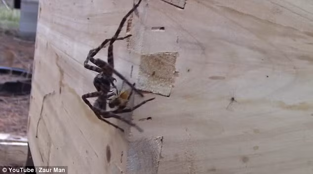 Một người dùng Youtuber có nickname là Zaur Man mới đây đã đăng tải một đoạn video ghi lại cảnh tượng nhện khổng lồ chết thảm vì dại dột xâm phạm lãnh địa của loài ong mật. (Nguồn Dailymail)