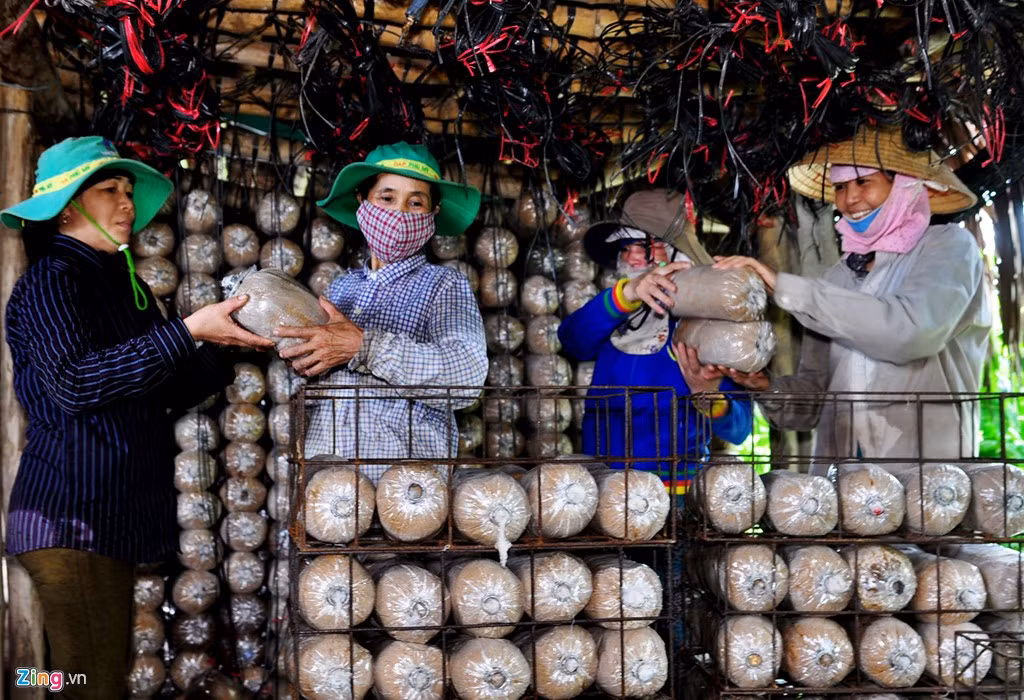 Hợp tác xã nấm Đức Nhuận do anh Phong làm Chủ nhiệm không ngừng mở rộng diện tích, tạo việc làm cho nhiều lao động nông nhàn tại địa phương. Tin tưởng mô hình trồng nấm của anh Phong, năm 2011, Sở Khoa học - Công nghệ Quảng Ngãi đã tài trợ dự án sản xuất nấm ăn và nấm dược liệu với lô thiết bị trị giá 1,1 tỷ đồng. Dây chuyền thiết bị sản xuất nấm có đầy đủ hệ thống trộn bột cưa, lò hơi hấp, sấy nấm, tủ bảo ôn bảo quản giống... có thể đạt năng suất thiết kế 5 tấn nguyên liệu để sản xuất 5.000 phôi nấm mỗi ngày.