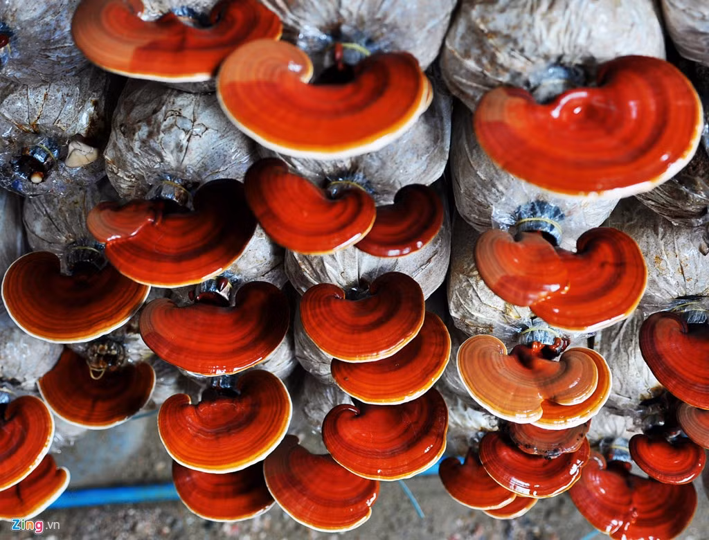 Anh cho hay tùy theo loại, sau 15 ngày gói phôi mang ra trại thì nấm sò cho thu hoạch, còn nấm linh chi đến 3 tháng mới cho thu hoạch. Trung bình mỗi năm, gia đình anh Phong xuất bán ra thị trường 30 tấn nấm bào ngư và 2 tấn linh chi, doanh thu 2,5 tỷ đồng, sau khi trừ chi phí đầu tư còn lãi 500 triệu đồng.