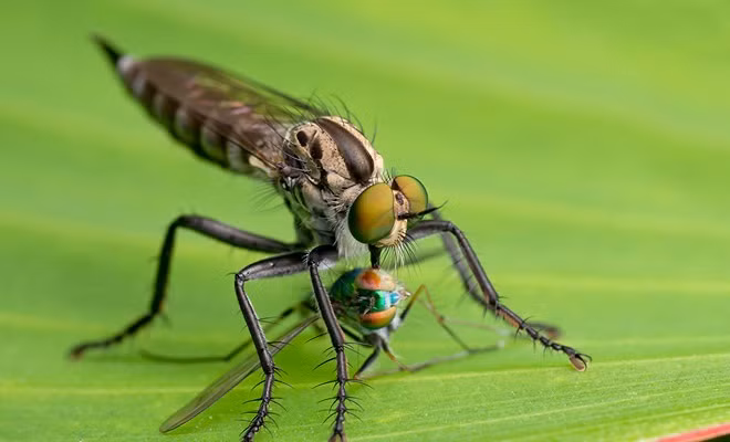 Trong vương quốc côn trùng, ruồi Robber là một trong những sát thủ động vật khiến nhiều loài côn trùng nhỏ hơn bị ám ảnh tột độ.
