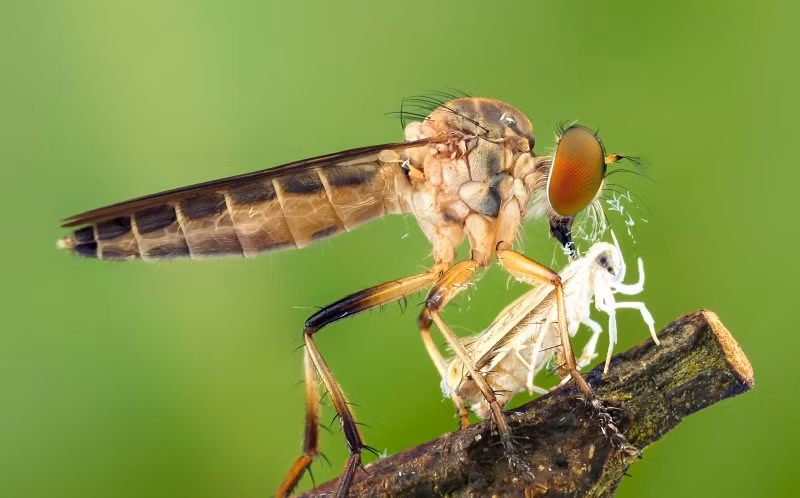 Chúng phục kích con mồi một cách bất ngờ và một khi bắt được con mồi, chúng sẽ khiến con mồi chết một cách đau đớn nhất. Ruồi sát thủ tiêm thẳng nọc độc vào con mồi đầu tiên để làm tê liệt, không cho con mồi có cơ hội nhúc nhích.