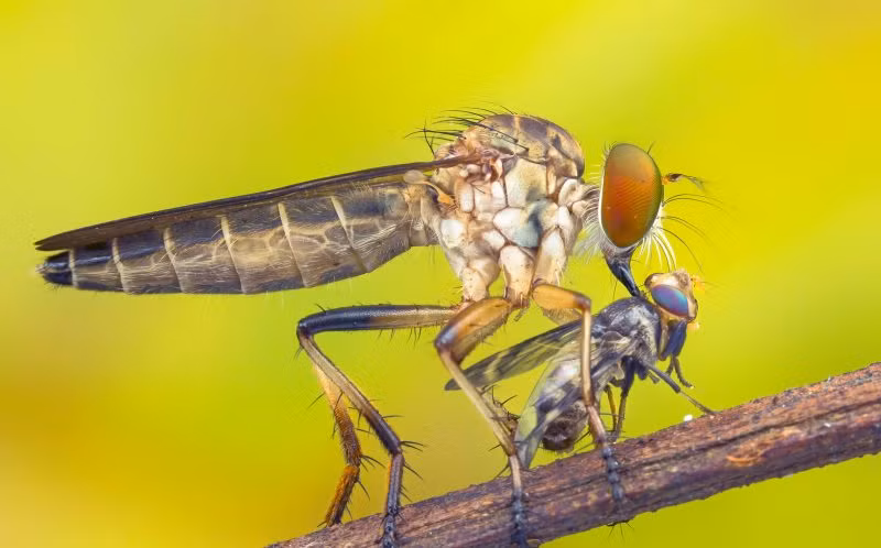 Nhiếp ảnh gia Tân Tian Ching ở Malaysia đã ghi lại được những hình ảnh vô cùng đáng sợ về loài ruồi Robber khổng lồ hay còn gọi là ruồi sát thủ, khiến người xem không khỏi rùng mình.