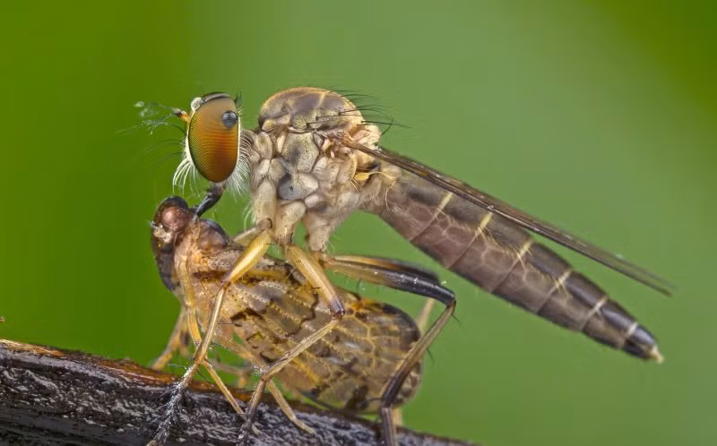Ngay sau đó, ruồi sát thủ tiếp tục tiêm chất hóa lỏng vào cơ thể con mồi, khiến con mồi chết dần trong đau đớn kinh hoàng. Không mảy may quan tâm, ruồi sát thủ thoải mái hút rỗng con mồi, chỉ để lại vỏ giáp xác của kẻ tội nghiệp.