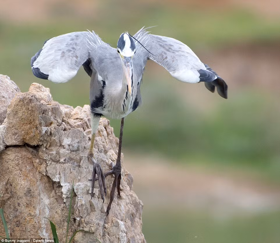 Dường như chưa đủ no, diệc xám tiếp tục di chuyển đến chỗ thuận lợi để săn mồi. (Nguồn Dailymail)