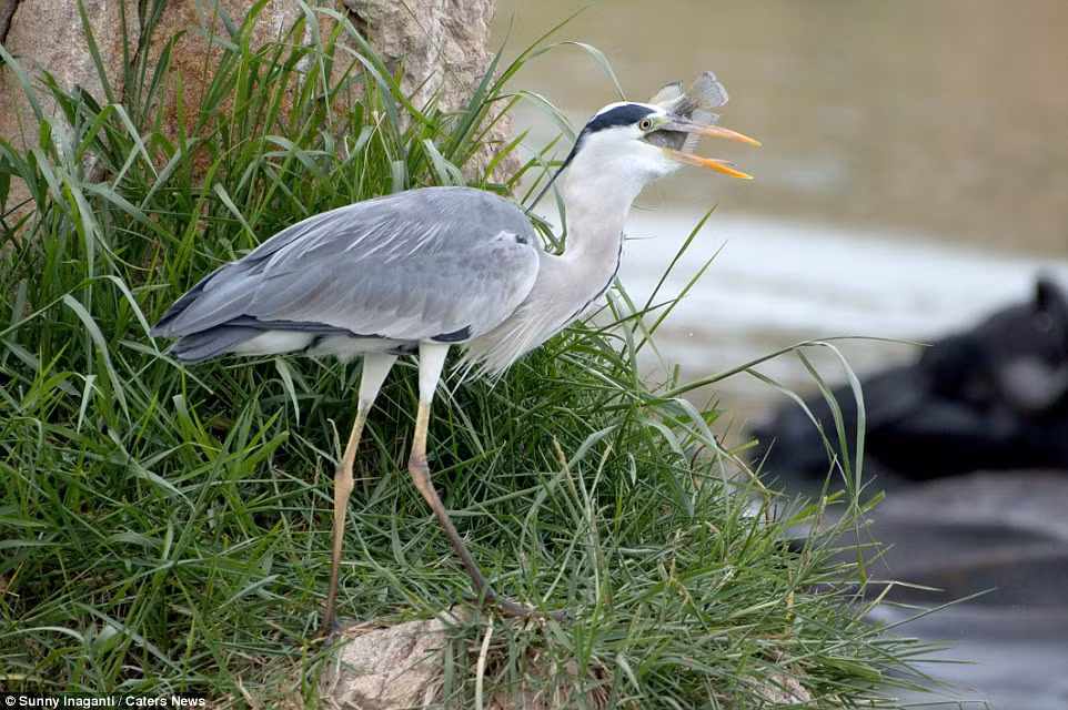 Tìm được nơi thoải mái, diệc xám bắt đầu bữa tiệc thịt cá tươi của riêng mình. (Nguồn Dailymail)