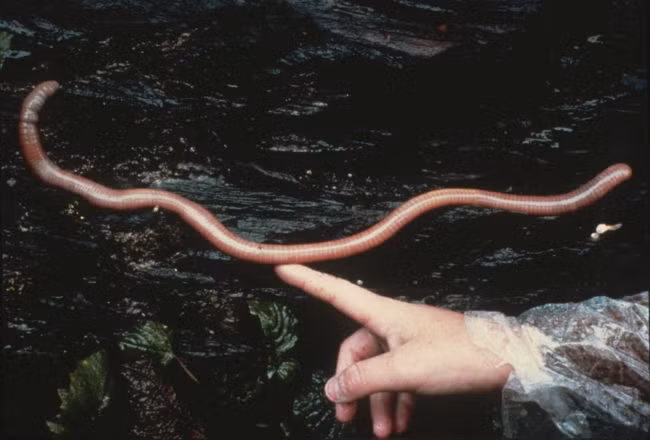 Giun đất khổng lồ khi chưa trưởng thành hoàn toàn. (Nguồn Viralnova)