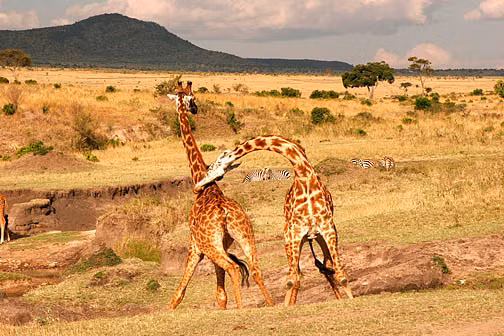 Tuy vậy, những con hươu cao cổ không sử dụng chân làm vũ khí khi chiến đấu với đồng loại của mình, chúng chỉ sử dụng duy nhất một thứ vũ khí, đó là chiếc cổ dài. 