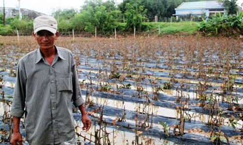 Nông dân Lê Ngọc Hữu (xã Nhơn Phong, thị xã An Nhơn) vẫn chưa hết bàng hoàng vì vườn mai chết trắng do ngập lũ. Ảnh: Dũ Tuấn