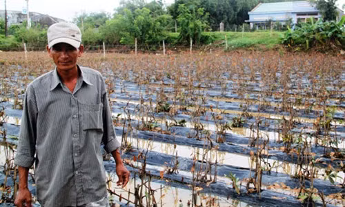 Nông dân Lê Ngọc Hữu (xã Nhơn Phong, thị xã An Nhơn) vẫn chưa hết bàng hoàng vì vườn mai chết trắng do ngập lũ. Ảnh: Dũ Tuấn