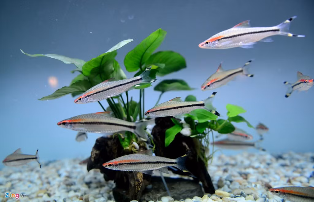 Cá hồng my có nguồn gốc từ Ấn Độ.