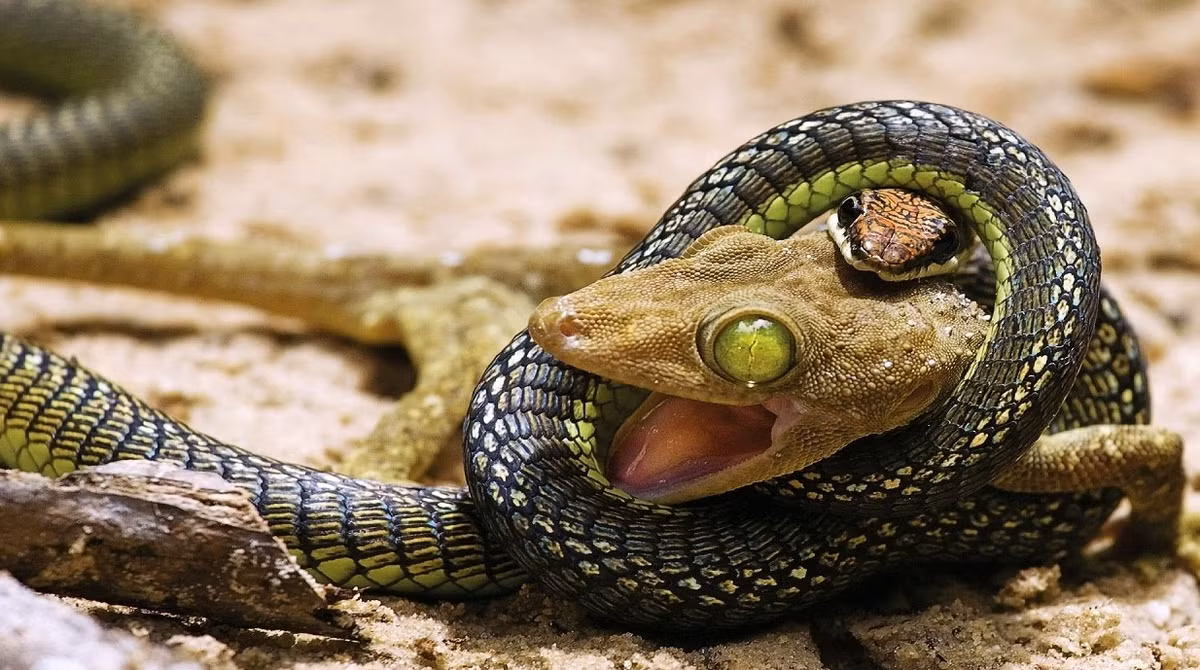 Tuy nhiên không gì là không thể xảy ra, vẫn luôn có những con thằn lằn dũng cảm và may mắn thoát khỏi vòng vây của loài rắn và dạy cho những con rắn một bài học. (Nguồn Sina)