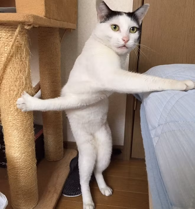 Nhờ dáng đứng độc và lạ, chú mèo Milk (hiện sống tại Nhật) trở thành một trong những hiện tượng ảnh chế đáng yêu nhất năm. Ảnh: 365 News.