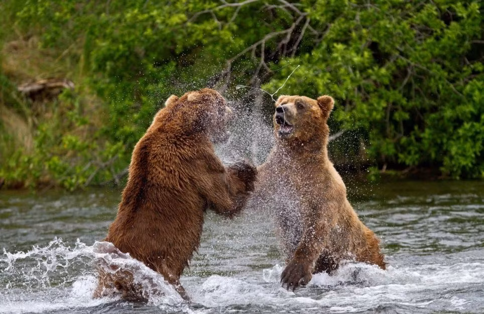 Liên quan đến quyền lợi sinh tồn, gấu nâu quyết không nhân nhượng. (Nguồn QQ)