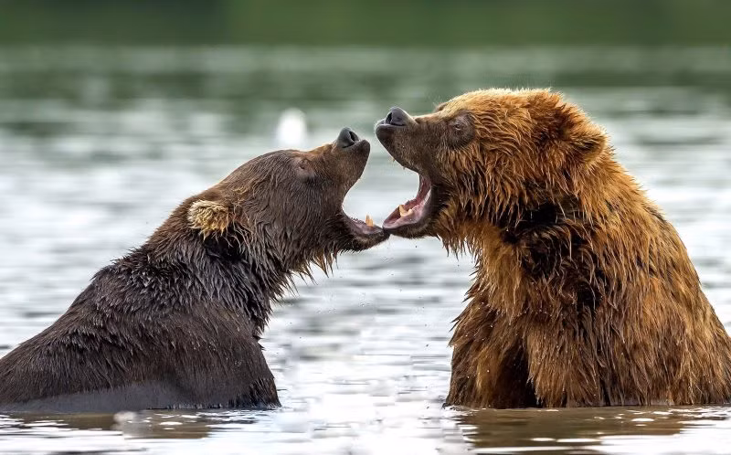 Mức độ tương tác của hai anh em gấu nâu hung dữ đến mức ban đầu, nhiếp ảnh gia Giuseppe D'Amico tưởng rằng đây là một cuộc kịch chiến tranh giành thức ăn của anh em gấu nâu. (Nguồn QQ)