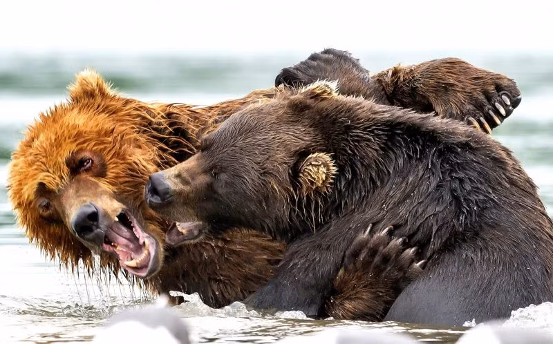 Chúng bám chặt lấy nhau và không ngần ngại tấn công đối phương bằng sức mạnh của mình, cả hai đều rất quyết liệt, không chịu thua kém người anh em của mình. (Nguồn QQ)