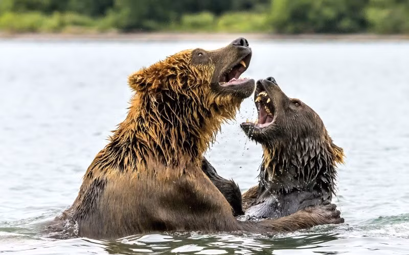 Tuy vậy, không mất nhiều thời gian, Giuseppe D'Amico đã nhận ra những con gấu chỉ đang vui đùa. Chúng sử dụng sức mạnh thực sự là để rèn luyện kỹ năng chiến đấu của bản thân đồng thời giúp đỡ anh em của mình tiến bộ. (Nguồn QQ)