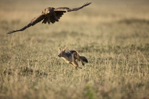 Tuy vậy, thường những trận chiến giữa hai động vật này không có thương vong. Chúng chỉ đơn thuần muốn cảnh cáo và "nắn gân" nhau, hoàn toàn không có ý định tử chiến một mất một còn.