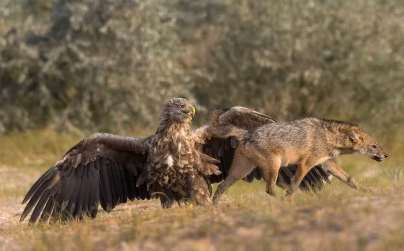 Mặc dù rất đói bụng nhưng không muốn hao sức cho một cuộc chiến vô bổ, con chó rừng nanh ác bỏ đi, cơn tức giận khiến lông gáy của nó dựng đứng. Trong lúc đó, đề phòng chó rừng lật lọng, đại bàng đuôi trắng giang đôi cánh dài rộng để thị uy và sẵn sàng tham chiến.