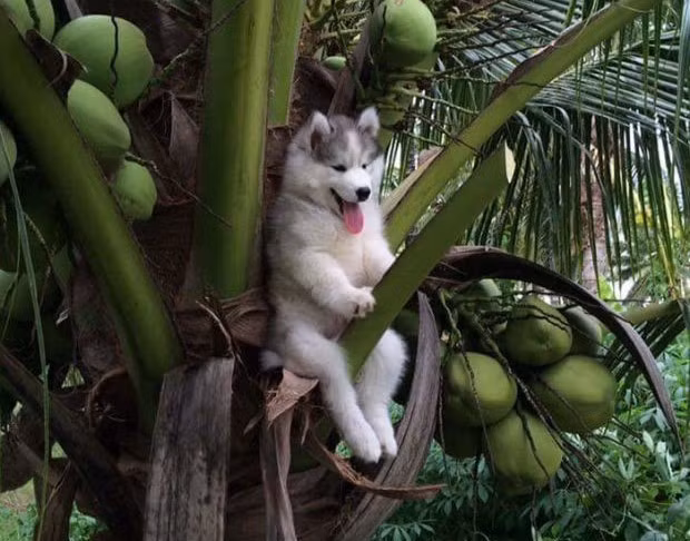 Vẻ đáng yêu của chú chó Husky trên cây dừa có một kho ảnh chế khá lớn trên mạng. Bức ảnh do tài khoản UnkleSteph đăng lên Twitter hôm 24/9. Ảnh: Twitter.