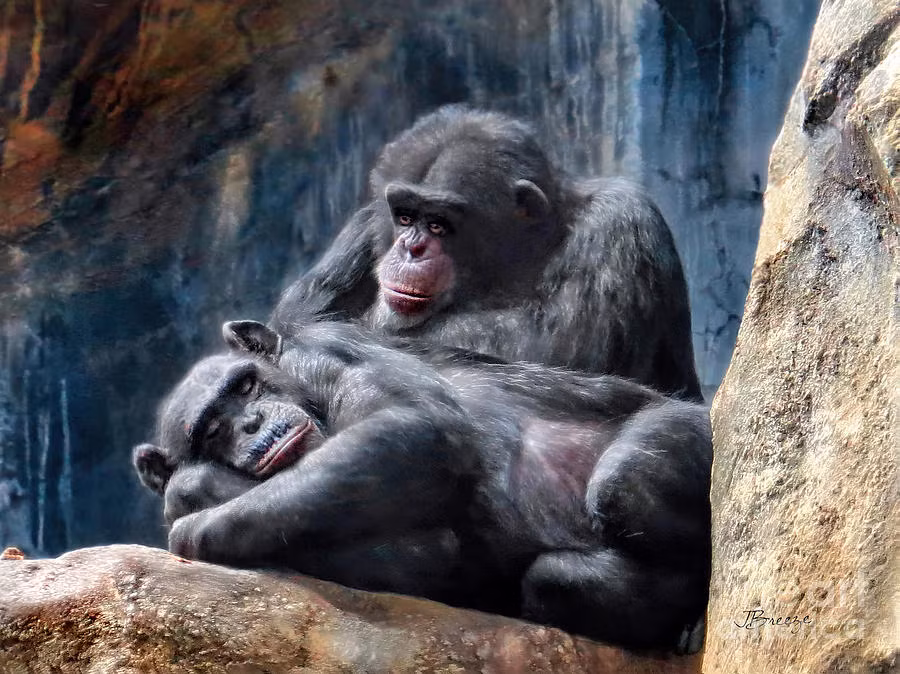 Chúng có những hành vi giống hệt con người, đặc biệt là những hành động âu yếm như ôm, hôn, vuốt ve, cưng nựng. (Nguồn Sina)