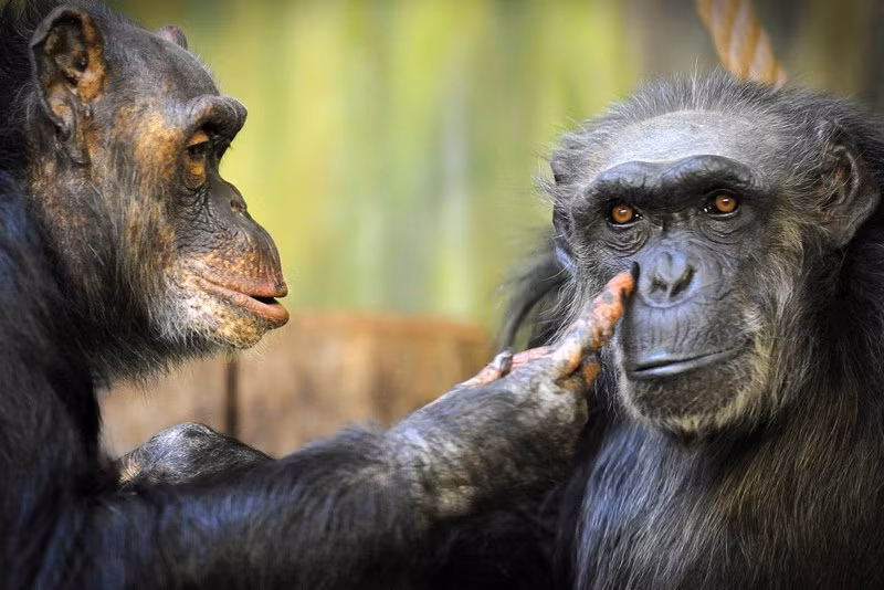 Được biết trước khi đến với nhau, cả hai đã chịu nhiều đau khổ, mất mát. Tinh tinh đực Dingo, trước đây sinh sống trong các rạp xiếc, phải chịu sự đánh đập, bỏ đói và bạo hành bởi các huấn luyện viên của mình. Còn tinh tinh cái Babeta sống khổ sở lay lắt từ nhỏ khi mẹ của cô bị bọn săn trộm giết chết. (Nguồn Sina)