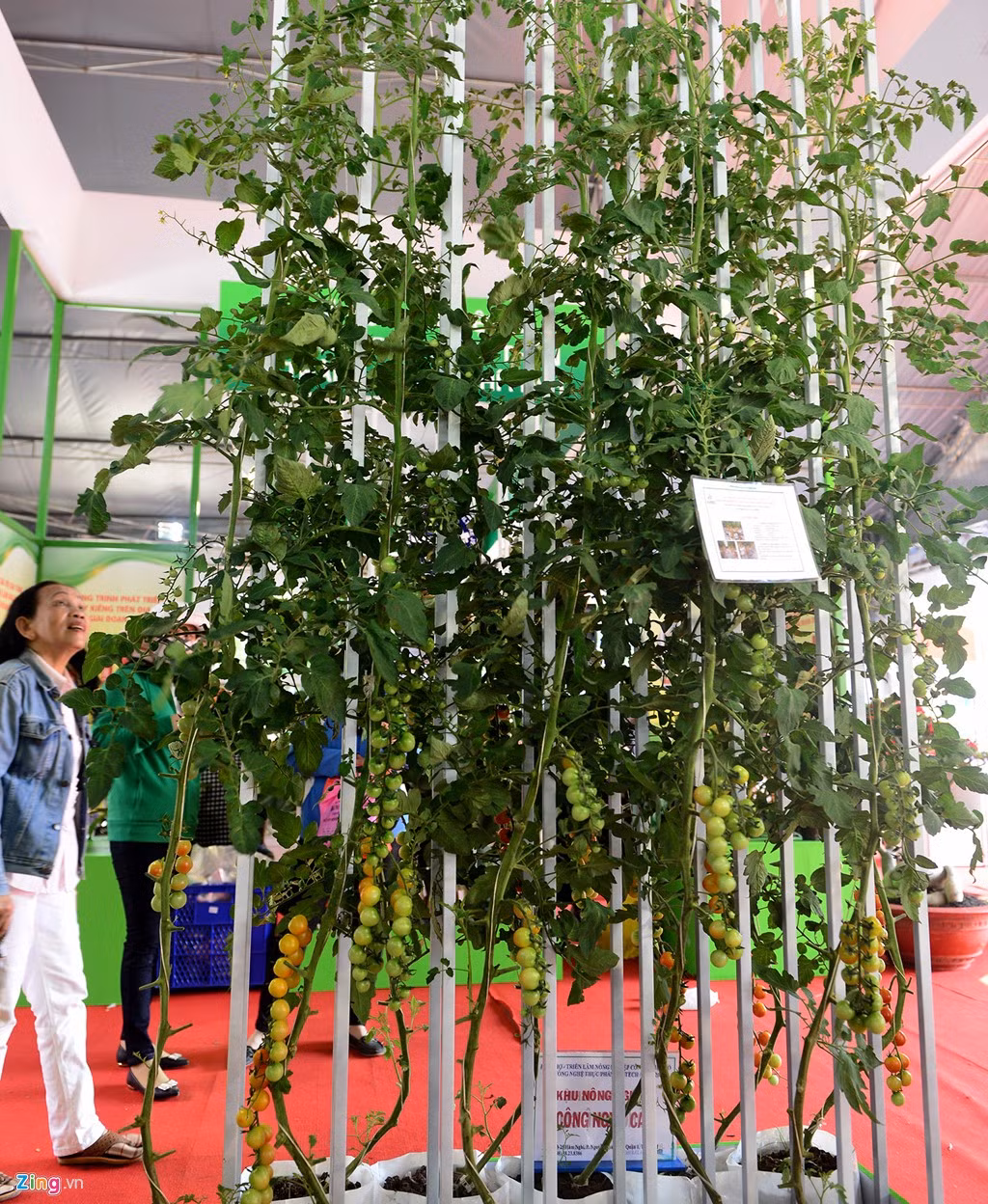 Cà chua bi trồng trên giá thể trong nhà, màng áp dụng hệ thống tưới nhỏ giọt. Cây vươn theo giá có thể cao hơn 3 m, cho sản lượng 150 tấn/ha/năm.