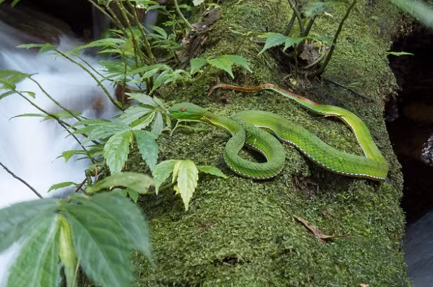 Trimeresurus gumprechti được đánh giá là một trong những loài rắn nguy hiểm cần tránh xa.