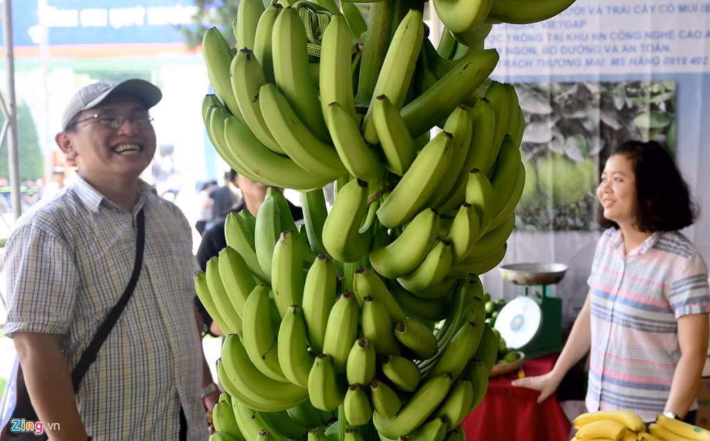 Nhân viên doanh nghiệp này cho biết, các buồng chuối trong vườn đều lớn như nhau.