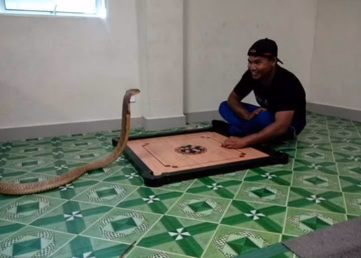 Warranan cho biết, ở bên con rắn hổ mang cực độc này, anh không hề có cảm giác sợ hãi. Ngược lại, Warranan có cảm giác giống như đang ở bên cạnh bạn gái cũ của mình. (Nguồn Sina)