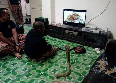 Warranan cho biết, nhiều người nói với anh rằng nếu cứ tiếp tục chung sống với con rắn hổ mang này, một ngày nào đó anh sẽ bị nó giết chết. Tuy vậy, Warranan khẳng định rằng mình sẽ không bao giờ bỏ rơi "người vợ rắn" kỳ lạ này. (Nguồn Sina)